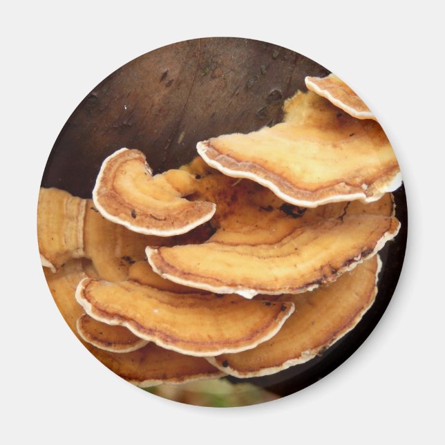 Íman Stereum Hirsutum Mushroom Magnet (Frente)