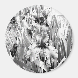 Íman Sterling Irises....