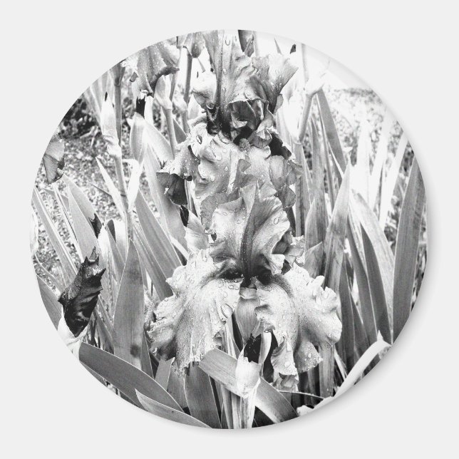 Íman Sterling Irises.... (Frente)