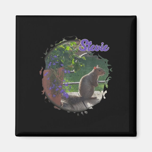 Íman Stevie The Squirrel (Frente)