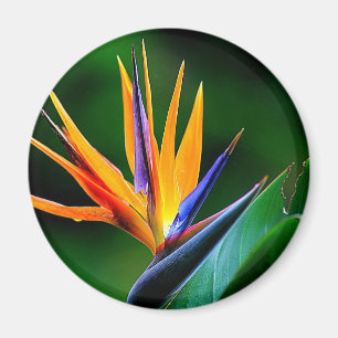 Íman Strelitzia. Pássaro da flor de paraíso