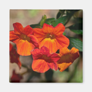 Íman Streptosolen jamesonii Fire Bush Flower Magnet