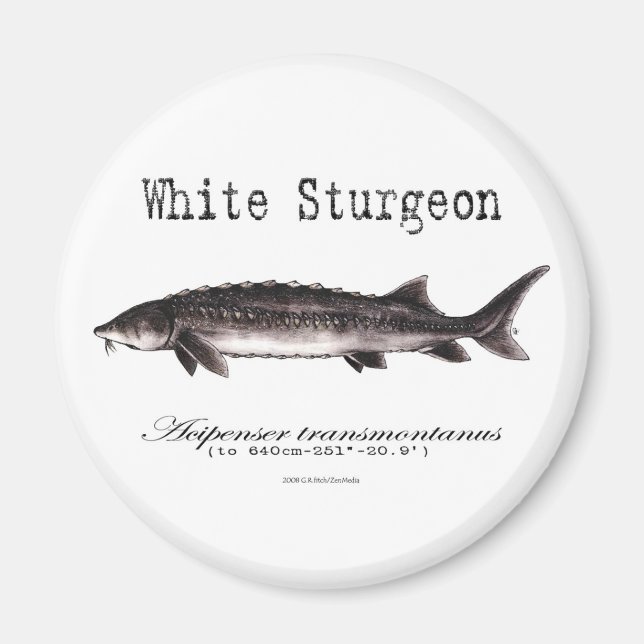 Íman Sturgeon Branco Elementos com título (Frente)