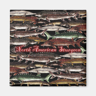 Íman Sturgeon Magnet - Sturgeon Norte-Americano