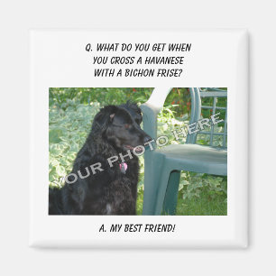 Íman Sua foto aqui! Minha mistura de Havanese do melhor