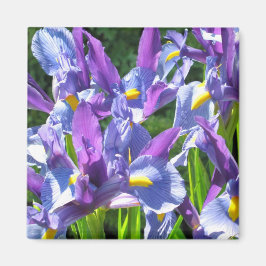 Íman Subidas Azul e Roxo