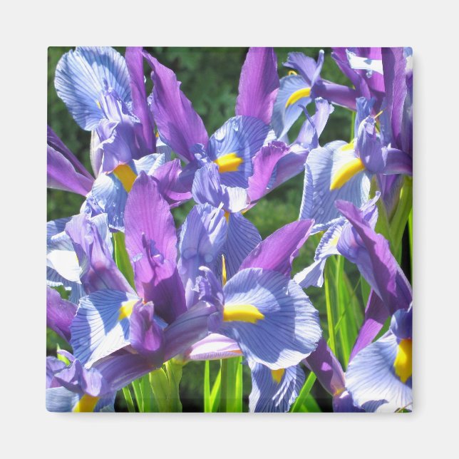 Íman Subidas Azul e Roxo (Frente)