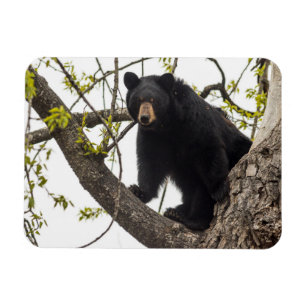 Íman Subindo Urso Negro