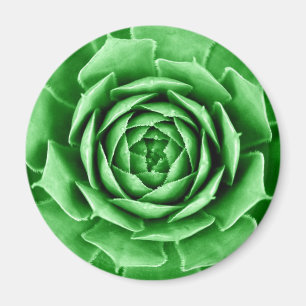 Íman Succulent