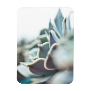 Íman Succulent de Echeveria