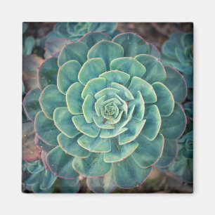 Íman Succulent do Fim-acima