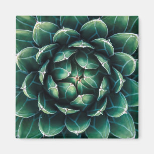 Íman Succulent verde & branco