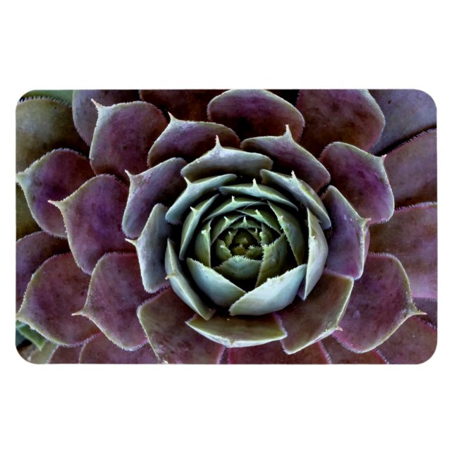 Íman Suculenta Roxa Close-Up (Horizontal)