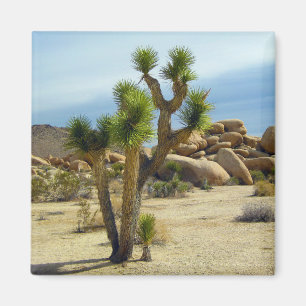 Íman Suculentos do Deserto da Califórnia, Rocks e Clea