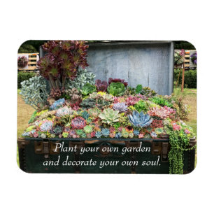 Íman Suculentos no Treasure Chest