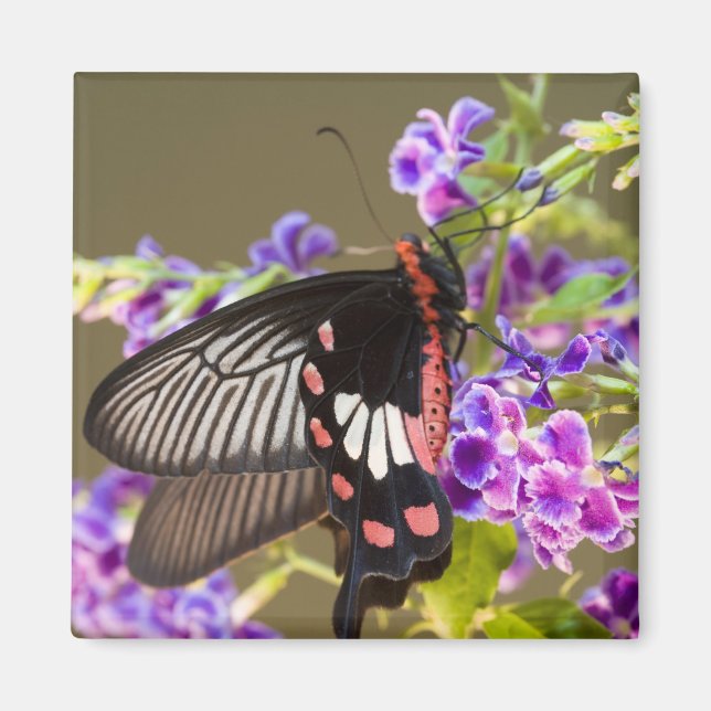 Íman Sudeste Asiático, Tailândia, Doi Inthanon, Papilio (Frente)