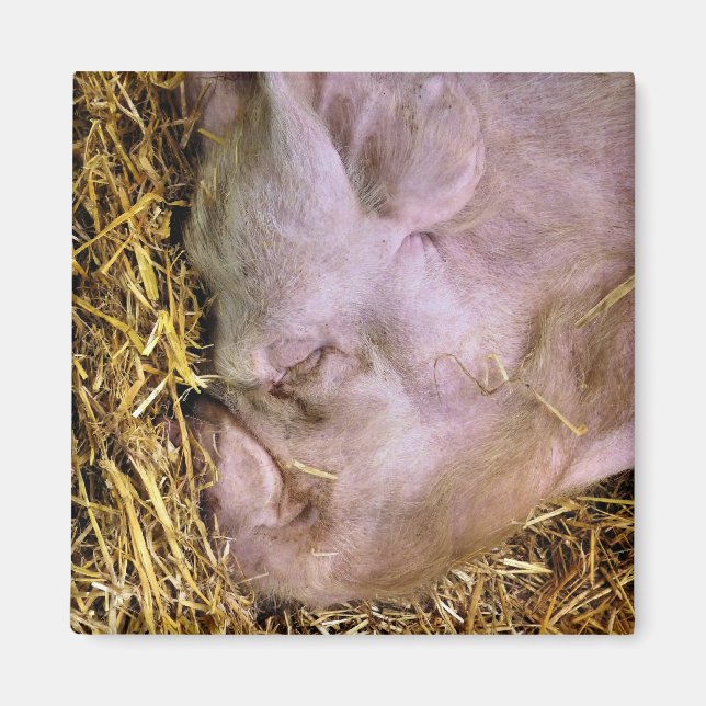 ÍMAN SUÍNOS (Frente)