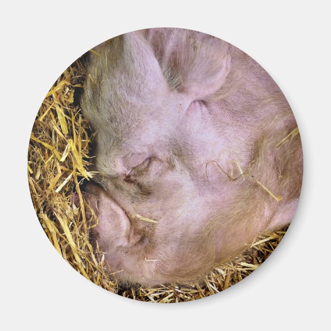 ÍMAN SUÍNOS (Frente)