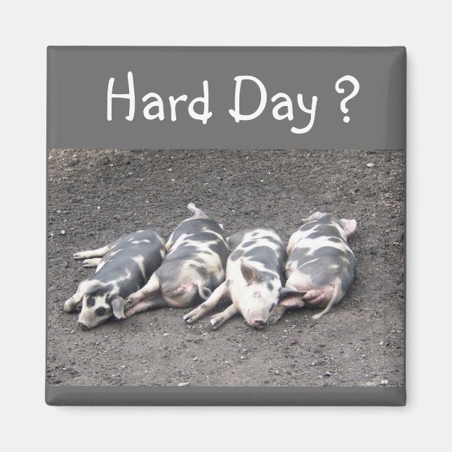 Íman Suínos (Frente)