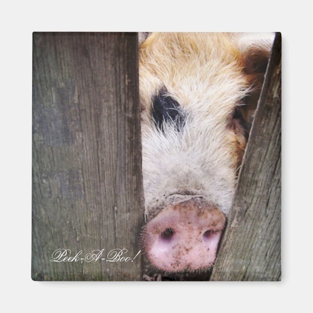 ÍMAN SUÍNOS (Frente)