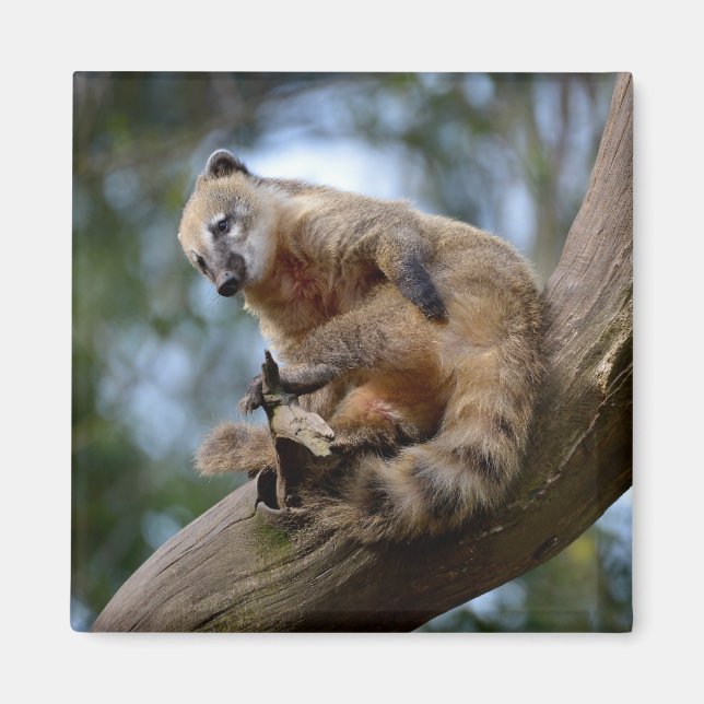 Íman Sul-americano Coati no galho (Frente)