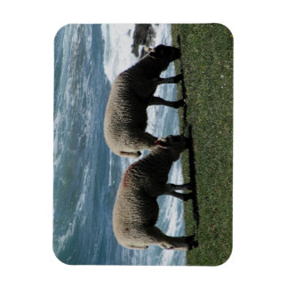 Íman Sul Devon Dois Borregos Grazing Na Costa Selvagem