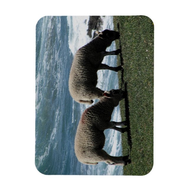 Íman Sul Devon Dois Borregos Grazing Na Costa Selvagem (Vertical)