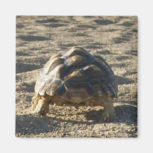 Íman Sulcata, tartaruga africana, andando em areia