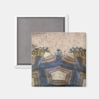 Íman Sulcata Tortoise e Sand