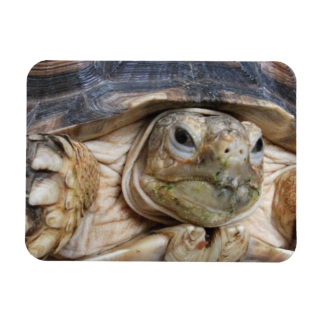 Íman Sulcata Tortoise Face Fechada (Horizontal)