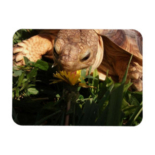 Íman Sulcata Tortoise Morde Dandelion na grama