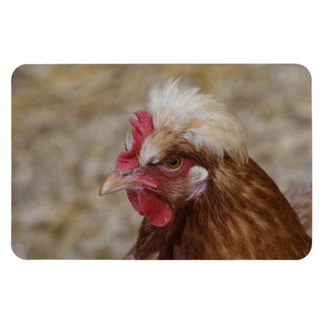 Íman Sulmtaler Hen (Horizontal)