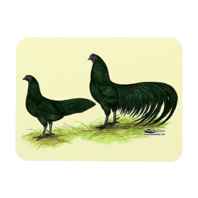 Íman Sumatra Black Chickens (Horizontal)