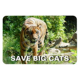 Íman Sumatran Tiger