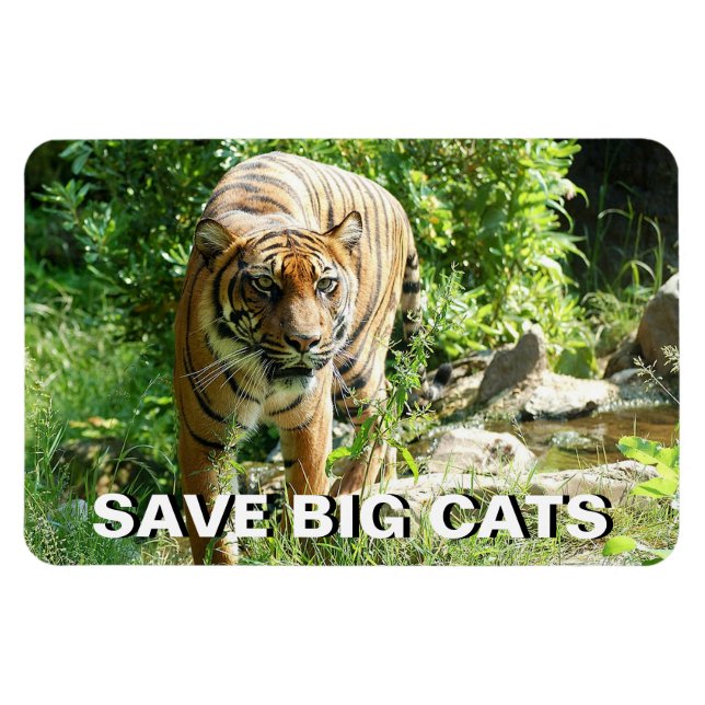 Íman Sumatran Tiger (Horizontal)