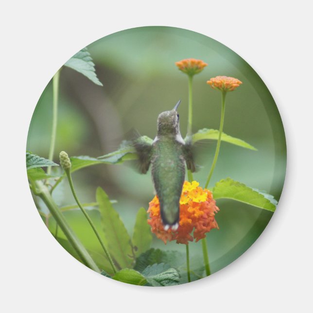 Íman Summer Humming (Frente)