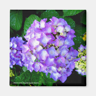 Íman Summer Hydrangea