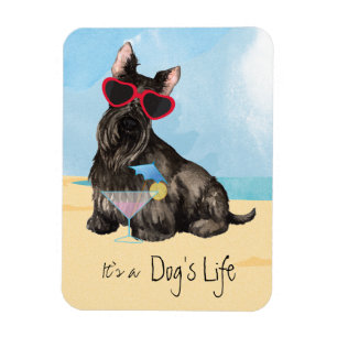 Íman Summer Scottish Terrier