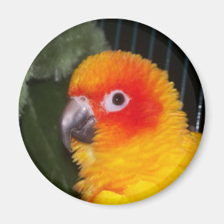 Íman Sun Conure