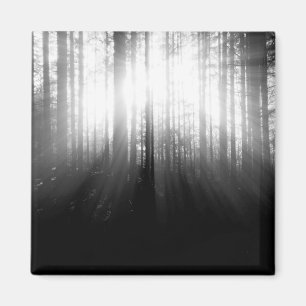 Íman Sun que brilha através das árvores na floresta