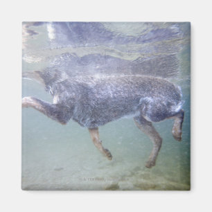 Íman Sun Valley, Idaho, EUA.