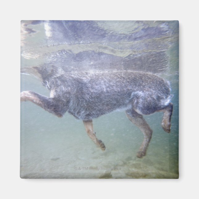 Íman Sun Valley, Idaho, EUA. (Frente)