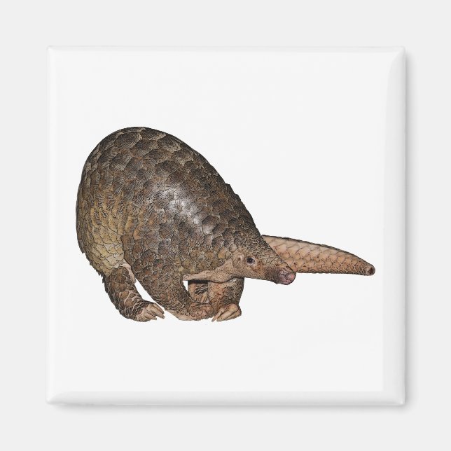 Íman Sunda Pangolin (Frente)