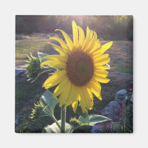 Íman Sunflower at Sunset —
