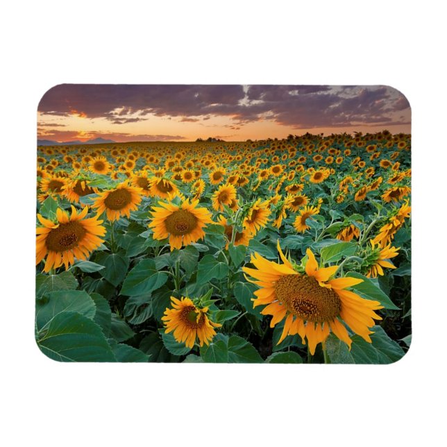 Íman Sunflower Field em Longmont, Colorado (Horizontal)