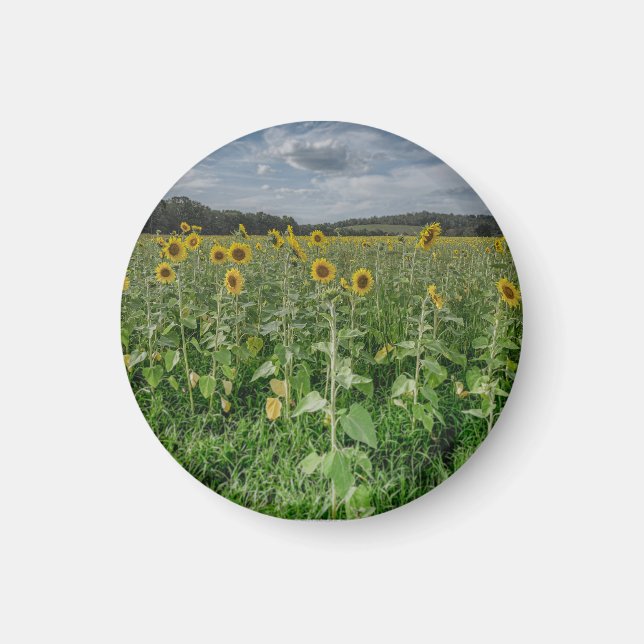Íman "Sunflower Field" Magnet (Frente)
