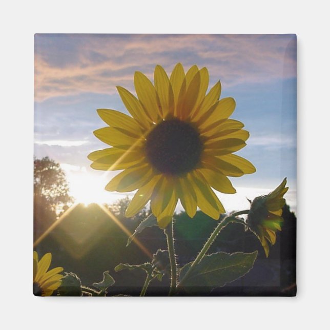 Íman Sunflower Sunset (Frente)