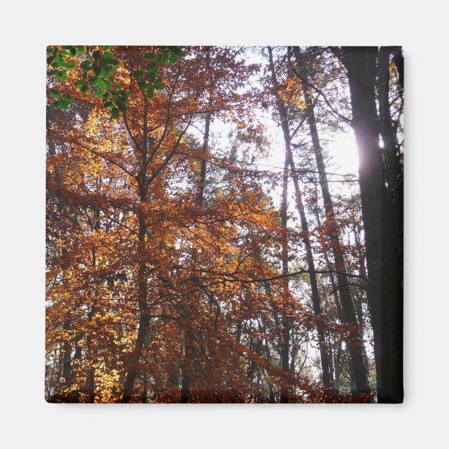 Íman Sunlight Through Fall Tree (Ponta de Sol por Queda (Frente)