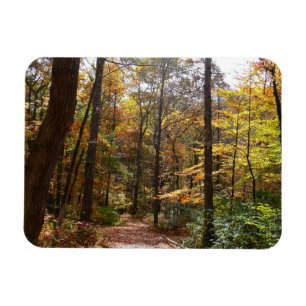 Íman Sunlit Fall Trail no Parque Estadual de Laurel Hil