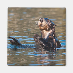 Íman Sunny Sea Otter